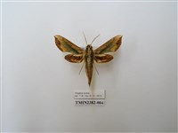 藏品(斜綠天蛾)的圖片